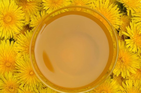 Common dandelion (Taraxacum) Ruderalia, Taraxacum officinale, medicinal plant, the most important
