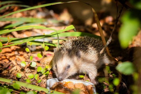 Hedgehog mother with young in the living environment of humans. A near-natural garden is a good
