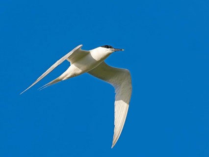 Sandwich tern (Sterna sandvicensis) in flight, Texel Island, Netherlands