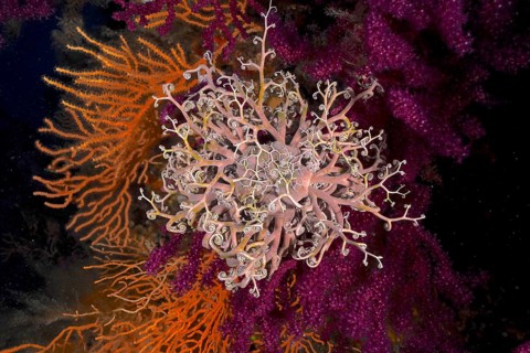 A blaze of colour in the mediterranean basket star (Astrospartus mediterraneus) in the