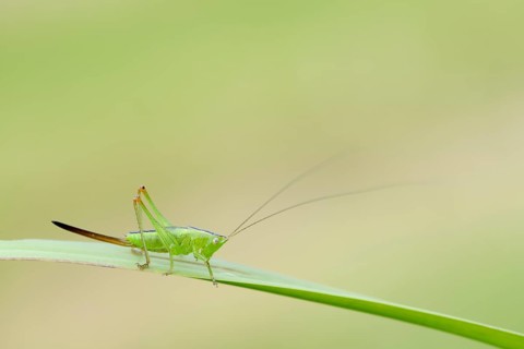 Long-winged conehead (Conocephalus fuscus), female nymph, North Rhine-Westphalia, Germany, Europe