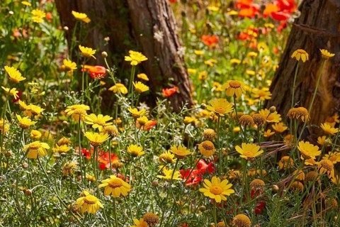 Colourful spring meadow, trees, near Valdichiesa, Salina, Aeolian Islands, Sicily, Italy, Europe