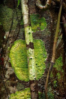 Tree trunk with moss, tree, patina, lichen, detail, colourful, nature, nature art, green,