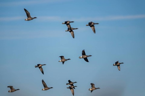 Brent Goose (Branta bernicla), birds in flight over Marshes at winter time