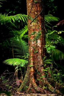 Trunk of a tropical tree, tree with structure, moss and palm leaf, rainforest, jungle, Atherton