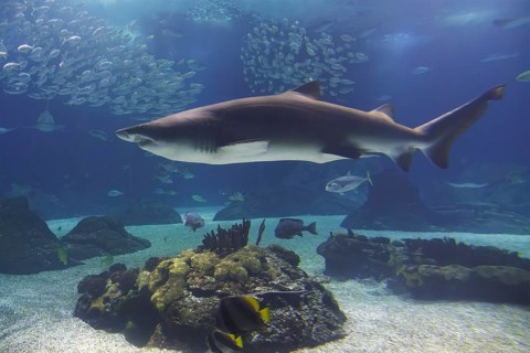 Sand tiger shark (Carcharias taurus) underwater