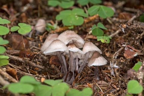 Group of hellebores (Mycena) mushrooms, Valais, Switzerland, Europe