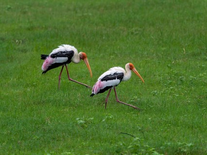 Painted storks (Mycteria leucocephala) of the genus Nimmersatt, Minneriya National Park, Sri Lanka,