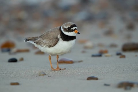Ringed plover (Charadrius hiaticula) adult bird on a beach, Suffolk, England, United Kingdom,