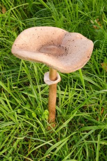 Giant umbrella mushroom in a meadow, parasol mushroom (Macrolepiota procera), mushroom, close-up,
