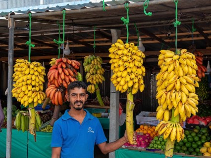 Fruit stall with banana trees and vendors, Sri Lanka, Asia