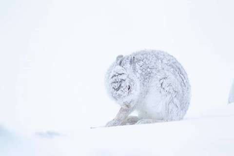 Mountain hare (Lepus timidus) adult animal on a snow covered hillside in winter, Scotland, United