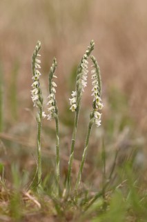 Autumn helleborine (Spiranthes spiralis), small orchids, very rare, group of flowers on a