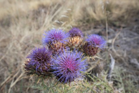 Blossoms of carduus marianus (Silybum marianum), Las Tricias, La Palma Island, Spain, Europe