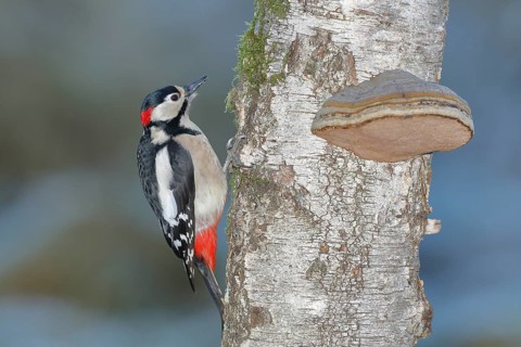 Great spotted woodpecker (Dendrocopos major) male, on the trunk of a birch (Betula) with tinder