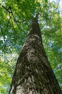 Summer in oak forest, Forest of Troncais. Allier department. Auvergne Rhone Alpes. France