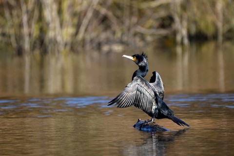 Great cormorant (Phalacrocorax carbo), drying its wings, mining subsidence area, Bottrop, Ruhr