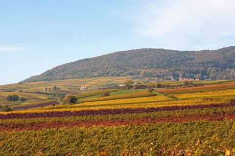 Autumn landscape, view over colourful vineyards to the Palatinate Forest, Haardt, Haardtrand,