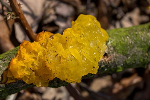 Yellow brain (Tremella mesenterica), Münsterland, North Rhine-Westphalia, Germany, Europe