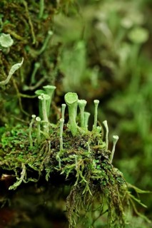 Cup lichen (Cladonia Fimbriata), forest, October, Saxony, Germany, Europe