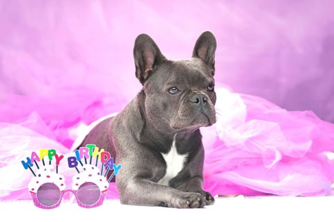 Black French Bulldog dog wearing pink tutu skirt with glasses saying 'Happy Birthday'