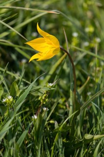 Wild tulip (Tulipa sylvestris) in flower, Saxony, Germany, Europe