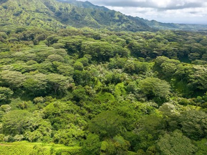 Aerial view of Kuilau Ridge Trail, Moalepe Road, Kauai, Hawaii, USA, North America
