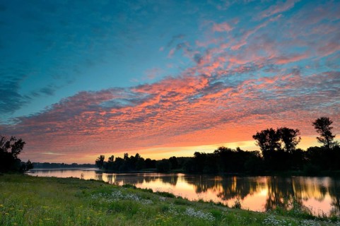 Morning glow on the Old Rhine with valerian (Valeriana officinalis) and deciduous trees, Xanten,