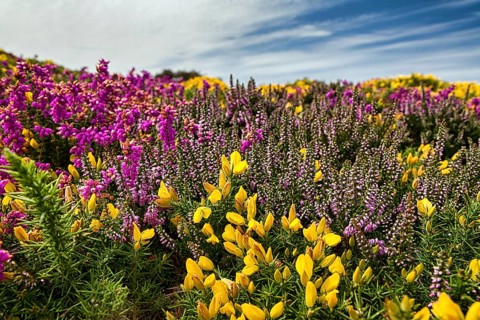 Flowering, colourful heath with gorse, yellow, pink, purple, close-up, Cap Fréhel in summer,