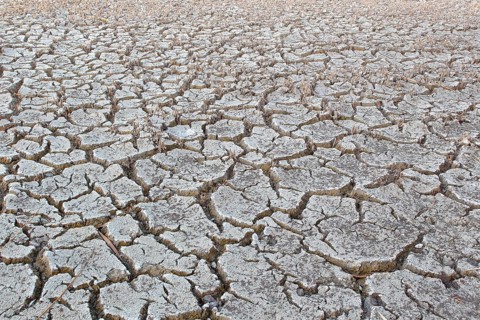 Heavily desiccated soil, Lake Neusiedl, Illmitz, Lake Neusiedl-Seewinkel National Park, Burgenland