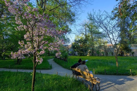 Flowering tree in the evening light, botanical garden, Padua, province of Padua, Italy, Europe