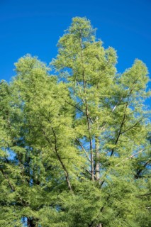 Detailed view of a bald cypress (Taxodium distichum) County of Constance, Baden-Württemberg,