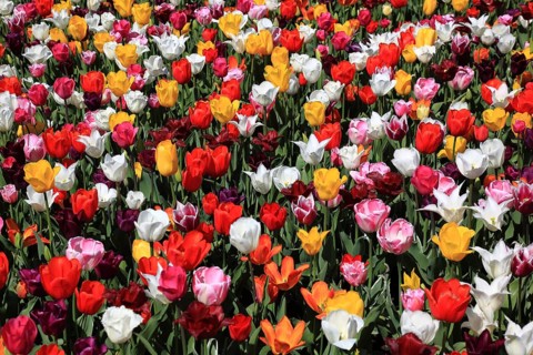 Many colourful tulips in one area