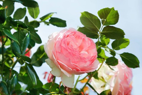 Roses (pink), flower, green foliage, perennials, flowers, lush double flowers, pink flowers,