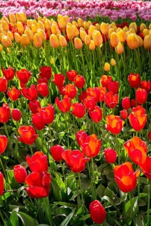 Blooming tulips flowerbed in Keukenhof flower garden, also known as the Garden of Europe, one of