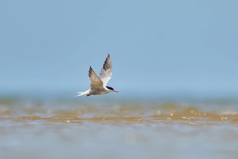 Elegant tern (Thalasseus elegans) flying in the sky above the sea, hunting, ebro delta, Catalonia,