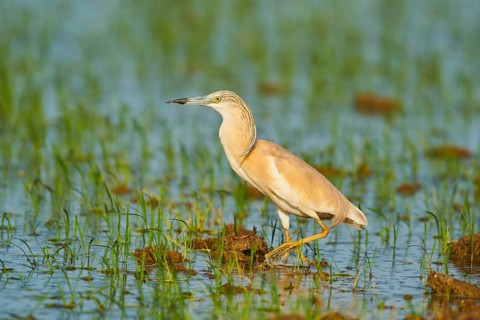 Squacco heron (Ardeola ralloides) in a paddy field, hunting, ebro delta, Catalonia, Spain, Europe
