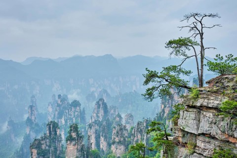 Famous tourist attraction of China, Zhangjiajie stone pillars cliff mountains in fog clouds at