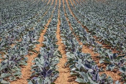 Field with red cabbage (Brassica oleracea convar. capitata var. rubra L.), Southern Palatinate,