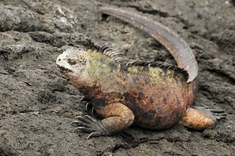 Sea lizard on lava rock in Galapagos, Ecuador, South America
