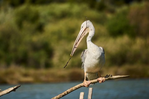 Great white pelican (Pelecanus onocrotalus) sitting, France, Europe
