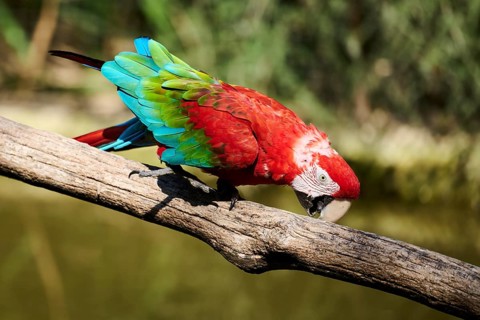 Scarlet macaw (Ara macao) sitting on a wood, captive, distribution south america