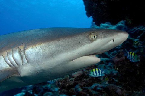 Close-up of head of grey reef shark (Carcharhinus amblyrhynchos) has mouth slightly open swimming