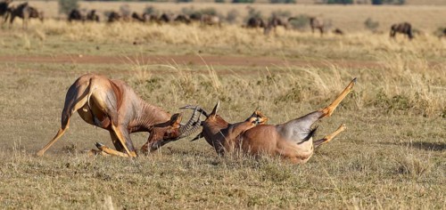 Fight between two Topi lei antelope bulls, Maasai Mara Game Reserve, Kenya, Africa