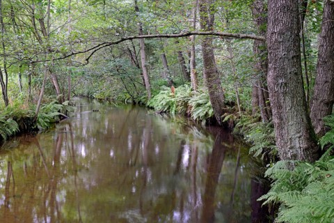 Typical flowing watercourse, river Örtze with alder marsh, Südheide nature park Park, Lüneburg
