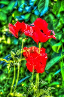 Oil painting, bright flowers, red blossom, poppy (Papaver), flowers creative, different plants