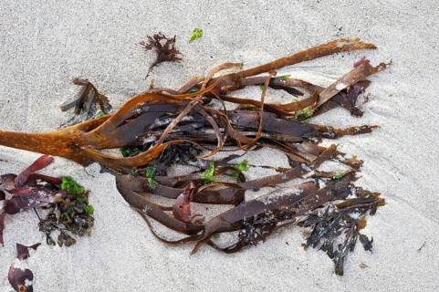 Furbellow seaweed (Saccorhiza polyschides) washed up on the beach