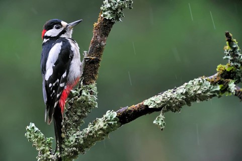 Great Spotted Woodpecker (Dendrocopos major), Greater Spotted Woodpecker male perched on branch
