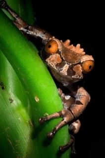 Spiny-headed Tree Frog, Crowned Tree Frog (Anotheca spinosa) on leaf at night, Costa Rica, Central