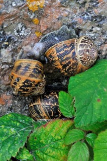 Close-up of Common garden (Cornu aspersum) snails (Helix aspersa) mating, copulating on garden wall